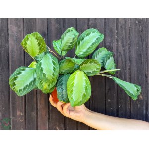 Maranta rebernatá (Maranta leuconeura) ´SILVER BAND´ - výška 20-25 cm, kont. C1L